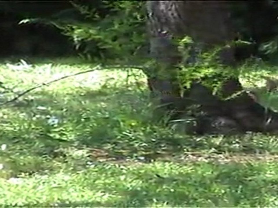 Visite huppée dans le jardin 21 avril 2011