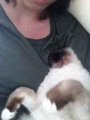 Un sacré de birmanie...ronfleur