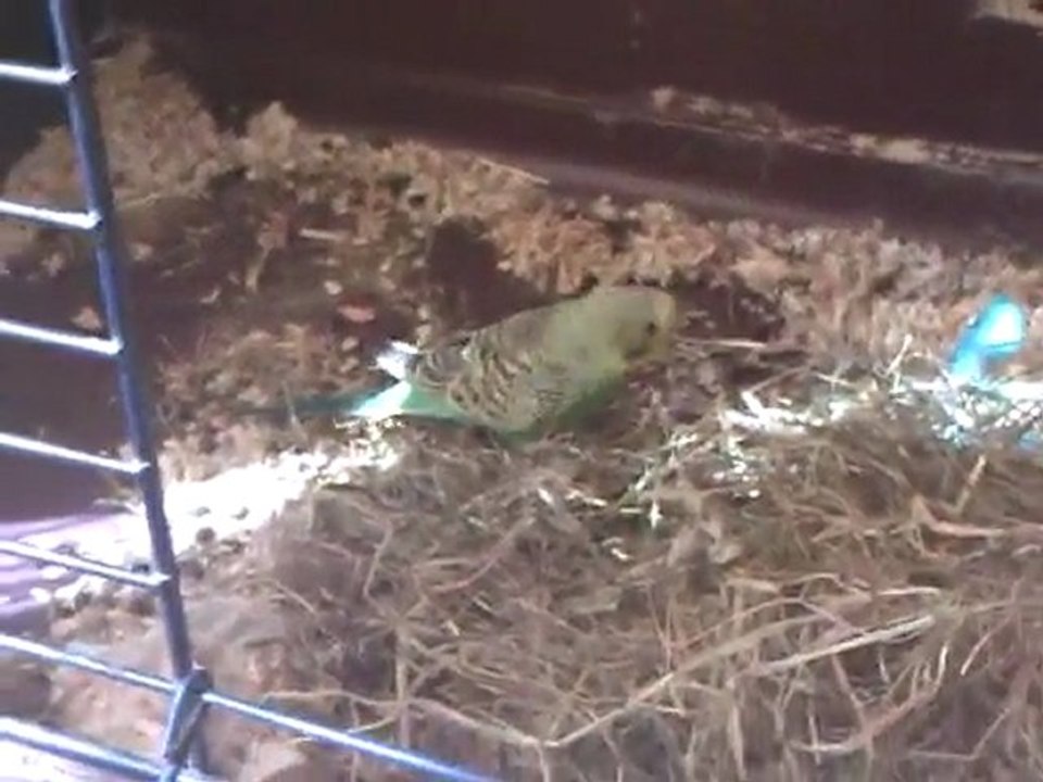 Kiwi0
