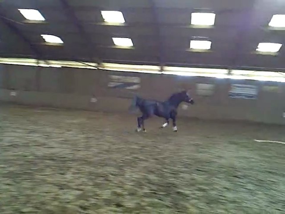 JUMENT DRESSAGE