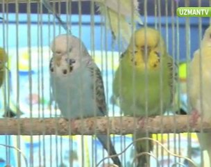 Yeni doğan muhabbet kuşları nasıl bir bakıma ihtiyaç duyar