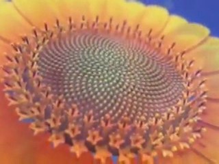 Doğadaki matematik Şaşıracaksınız '