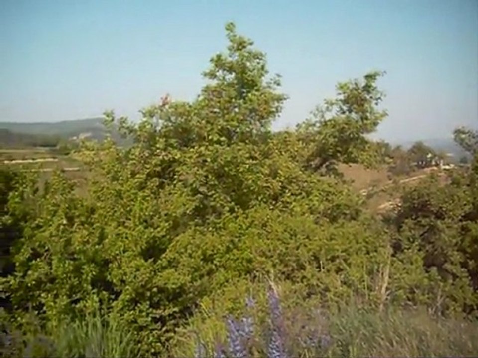chant d'oiseau