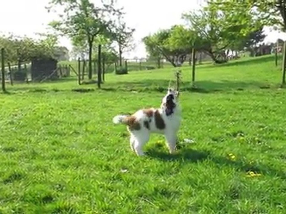 Galli du Val du MORAKOPF 22 avril 2011, c'est le même Amour de Saint Bernard