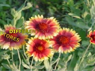 Flowers By Planting The Right Seeds