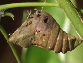 Flying Insects That Kill