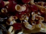 Bizzare Underwater Creatures Discovered