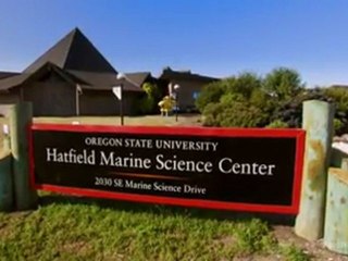 Blue Whales Swim in Dangerous Shipping Lanes