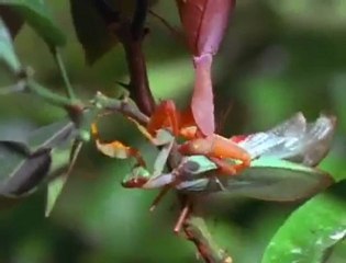 Praying Mantis Strikes and Kills
