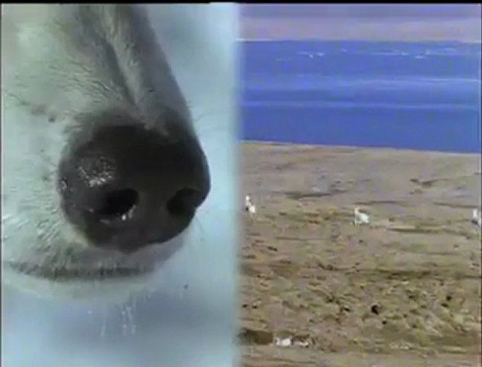 Wolf vs Hare