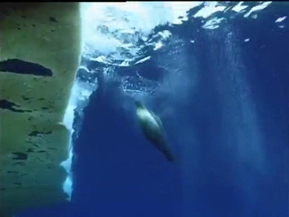 Penguins, Underwater Flyers
