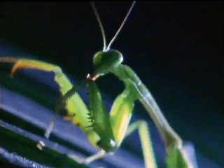 Philippine Tasia, a Wide-Eyed Assasin
