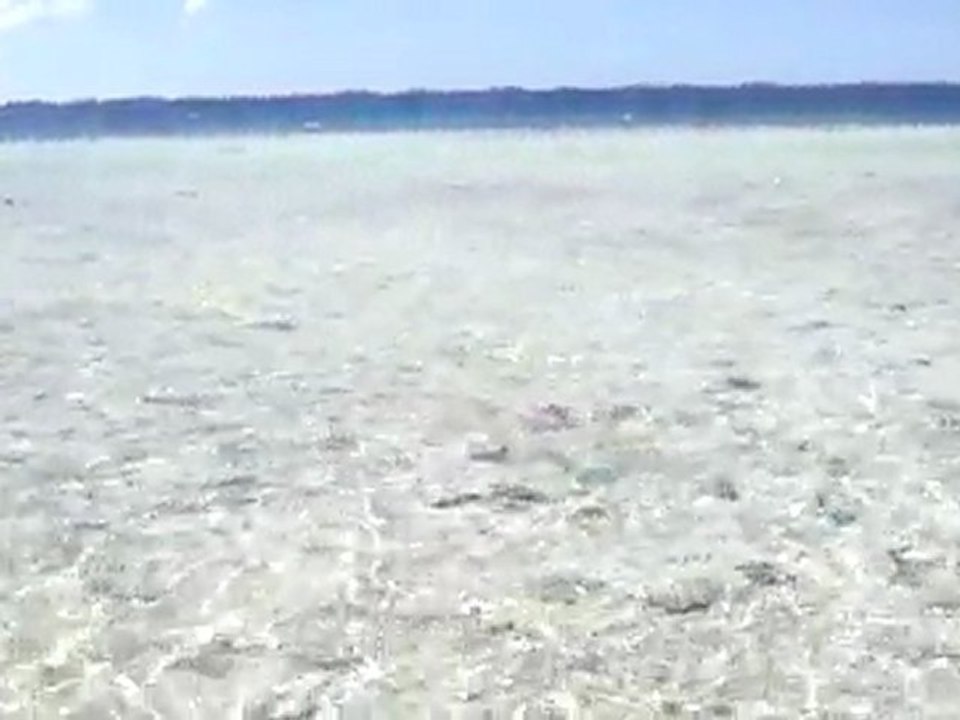 Les requins sont nos amis(2)