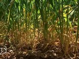 Les agriculteurs face à la sécheresse (Oulmes)