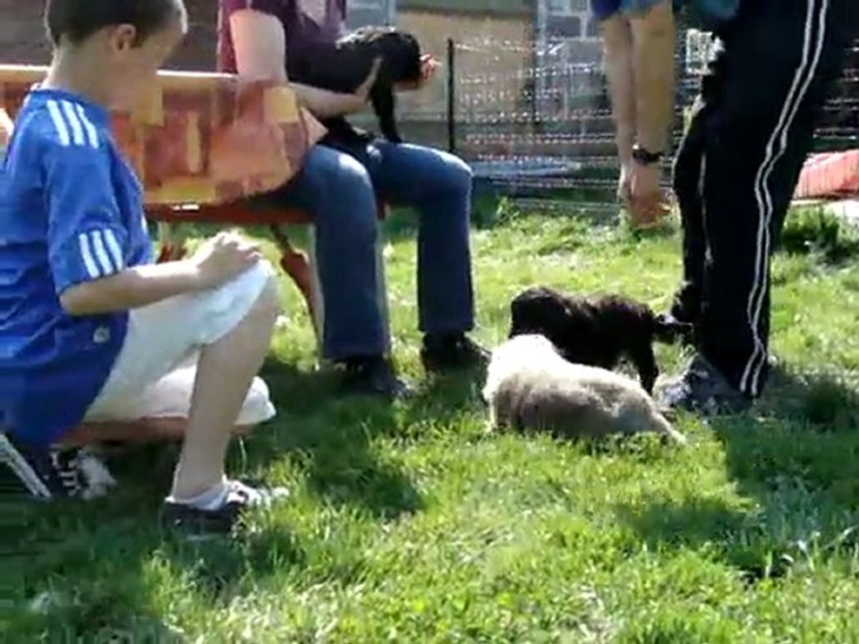 Chiots Bearded Collie et Berger Catalans