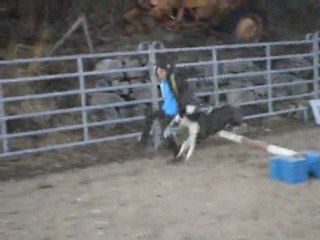 saut avec Sky chien husky trop sympa