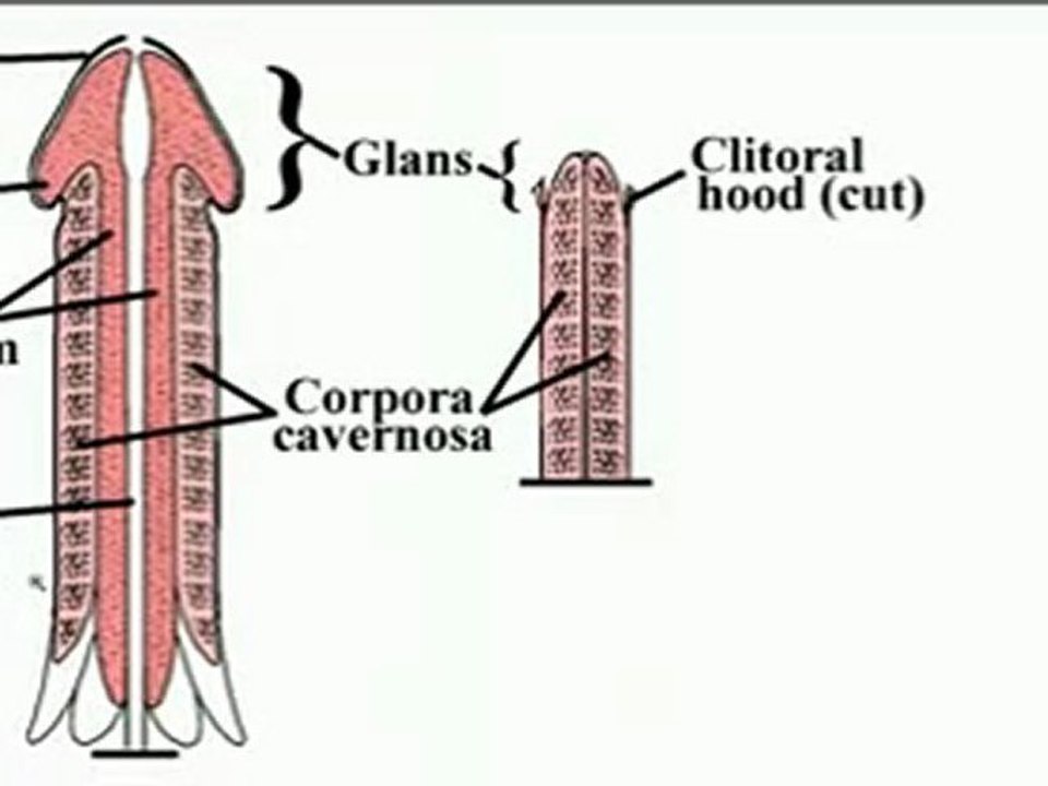 Penis Enlargement 101