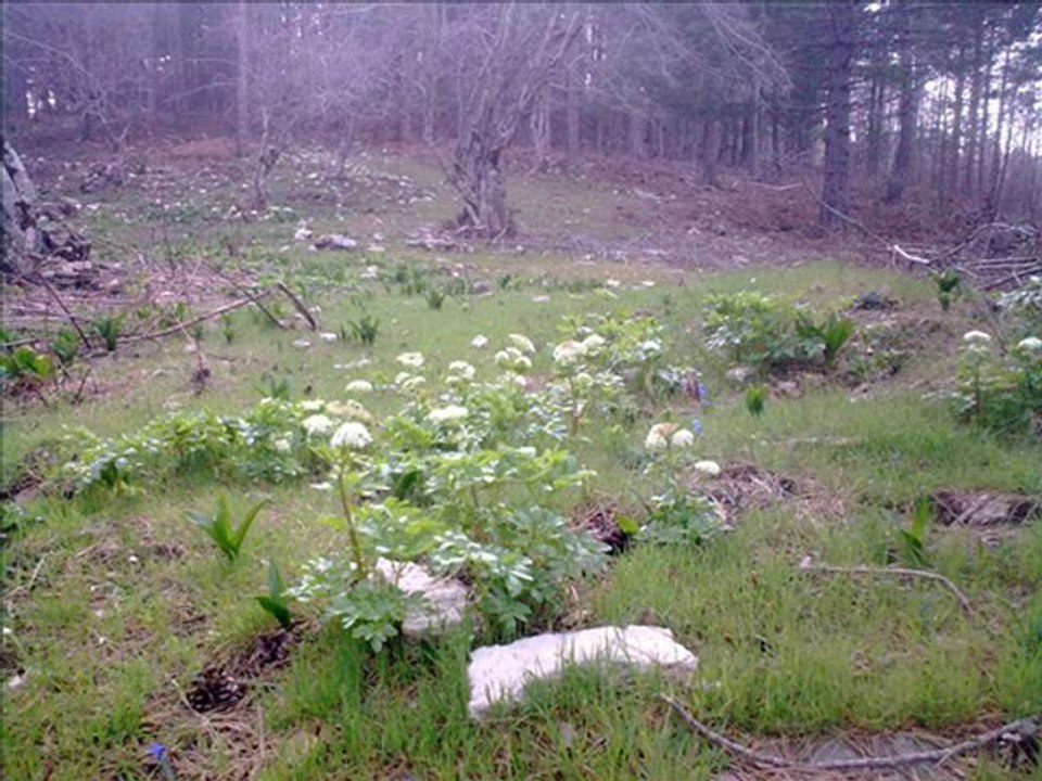 bu güzelliklere acaba laikmiyiz