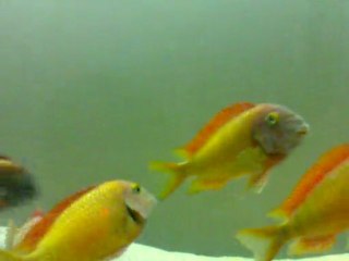 22.04.2011 ilangi yellow-hakanaskin