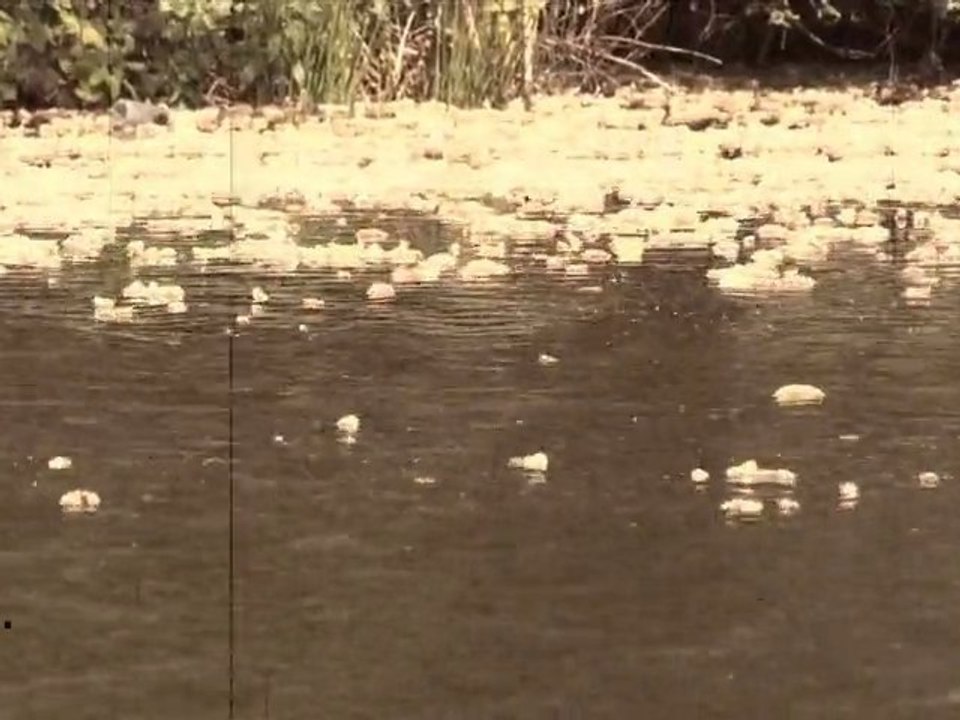 Nature avec effet ancienne carte postale