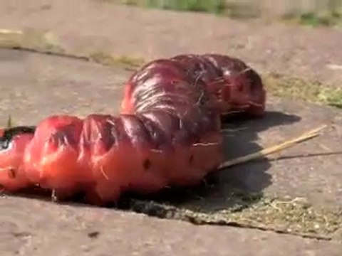 rode rups op rood|noot