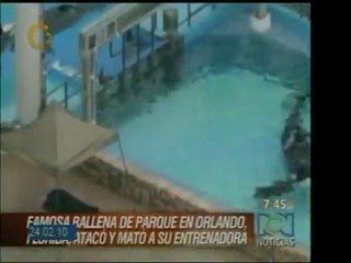 Una ballena Orca de un parque de atracciones en Orlando, Flo