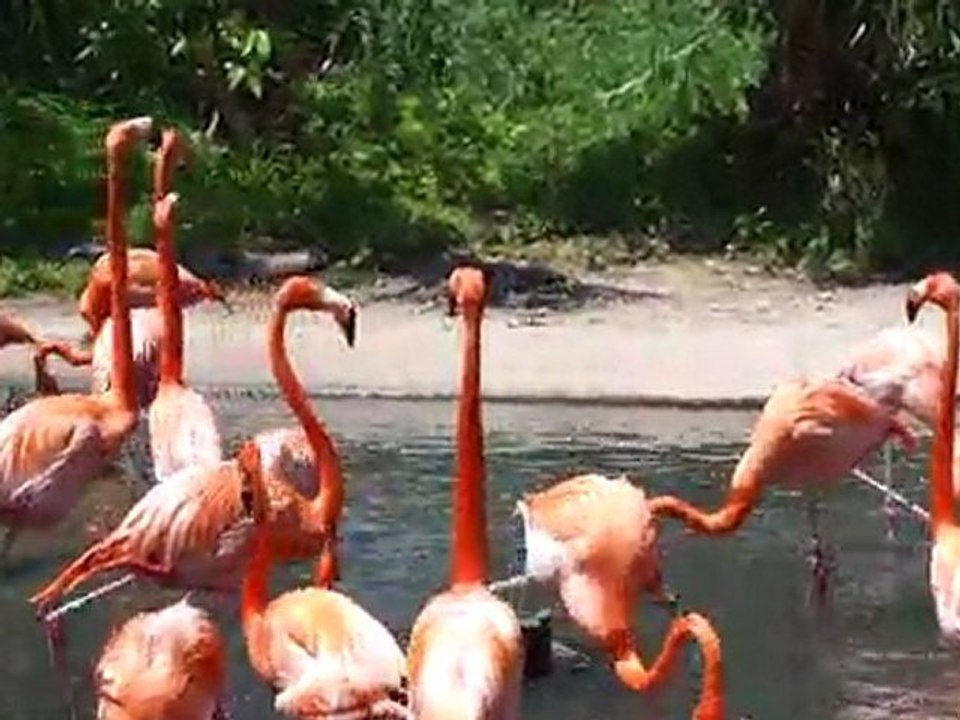 Flamands roses Zoo Bermudes