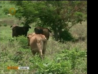 Autoridades de salud del Zulia descartan una emergencia de m