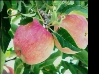 "Se Habla Verde" habla la siembra de árboles en zonas urbana