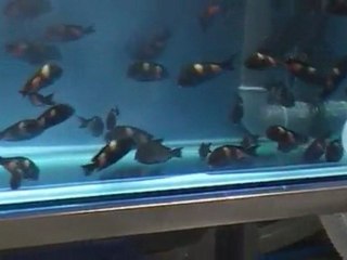 TROPHEUS SP. BLUE POINT