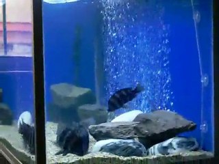 Frontoza burundi --- Kayseri Ömer yeşilırmak