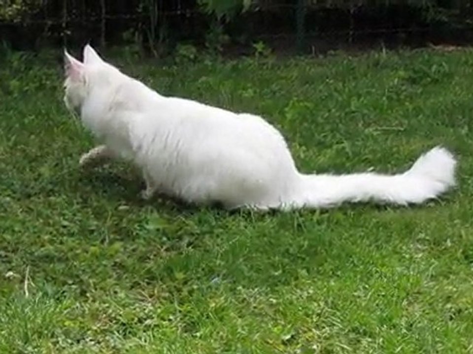 chat vache