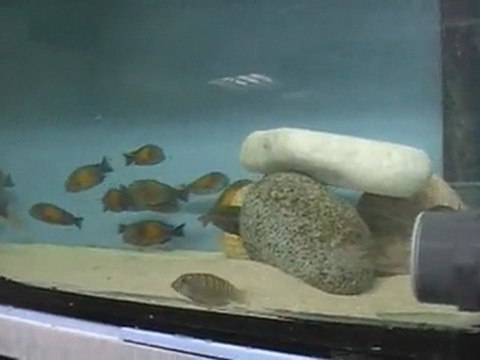 TROPHEUS MOORİ KASAKALAWE