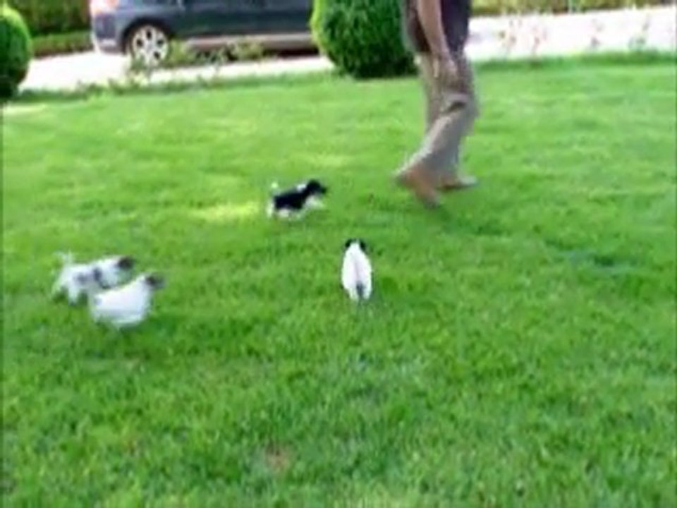 chiots 1 mois le 23 avril