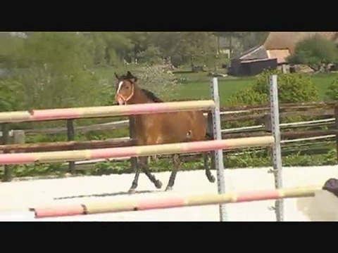 jument ps 3 ans a vendre