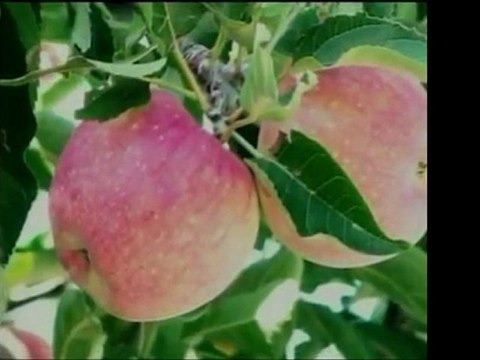 Se Habla Verde nos habla sobre la selección de las especie