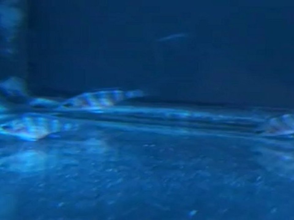 FRONTOSA BLUE ZAİRE MOBA YUMURTALARI  23.04.2011  SAAT:16.00