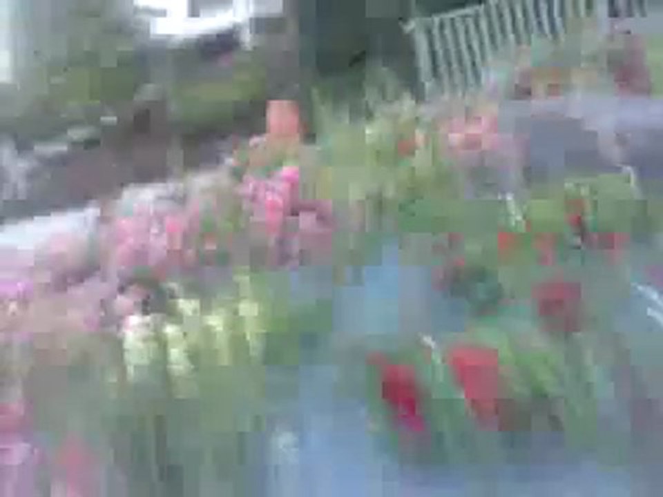 cat's fight