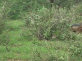Chacals,Safari à Amboséli.
