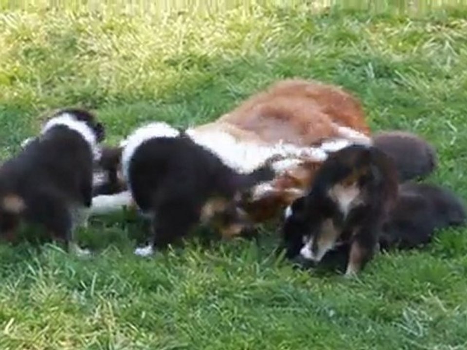 Bébés Balzane 6 semaines