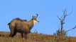 Moment exceptionnel avec les chamois au Hohneck - Vosges