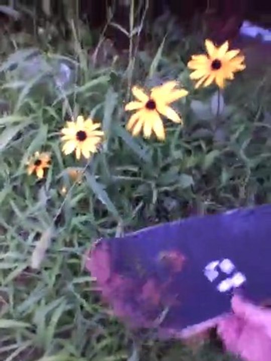 FLOWER VERSUS SKATEBOARD