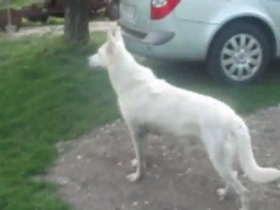 Chiots LOF a réserver