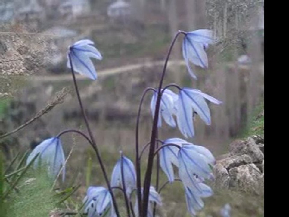 Nedim varol, tufanbeyli,Ayvat köyü,  Adana, 2011