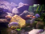 Bac mbunas loicichlids