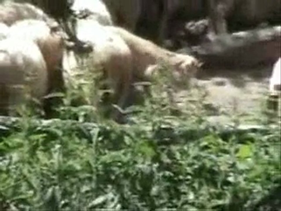 mesudiye musalı köyü karatepe evliya ziyareti