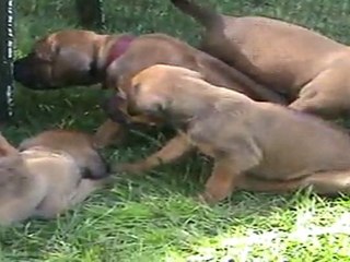 Chiots rhodesian