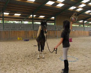 Désensibilisation du ballon de horse ball.