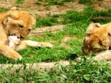 Los cachorros de león de un zoo de EEUU se hacen adultos