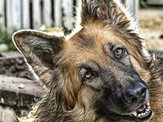 German Shepards Video
